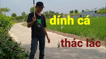 câu cá kênh lục bình dính cá thác lác, điểm câu cá quá đẹp/ fishing  / nhàn TV