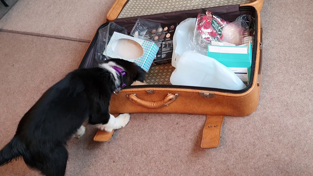 Noise Box - Puppy Socialisation