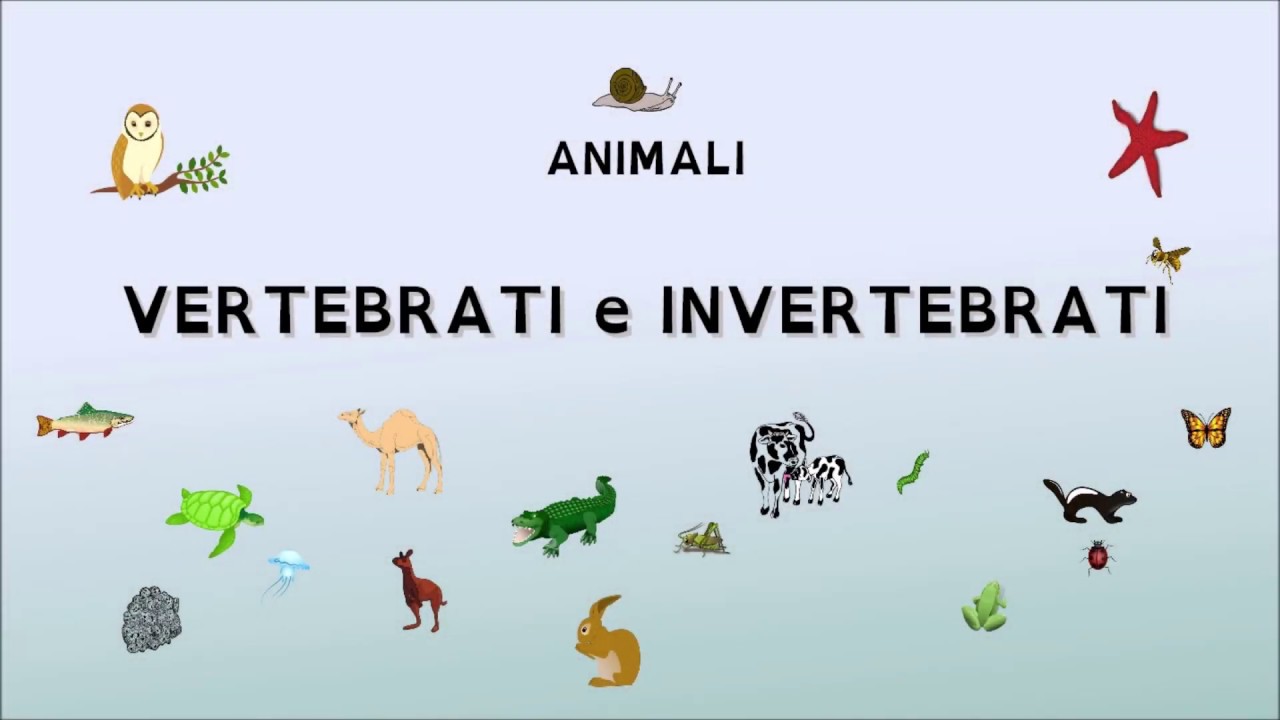 Animali Vertebrati E Invertebrati Youtube