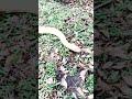 Albino Burmese python handling #snake