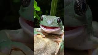 Big Frog Makes Funny Face while Eating Worm! #shorts