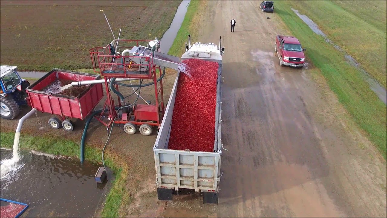 Cranberry Harvest Part 2