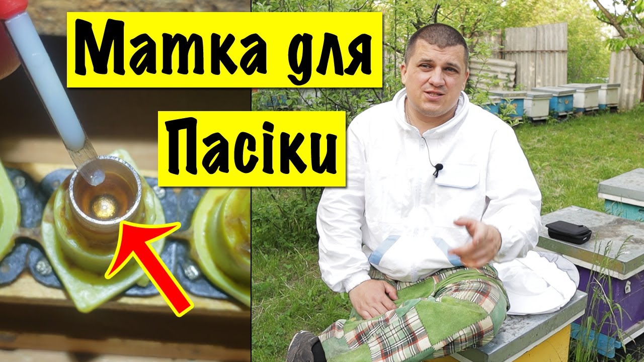 Як Вивести Матку для своєї Пасіки? Бджільництво 2023