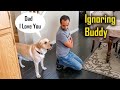 Ignoring My Labrador Dog | He Keeps Buttering Me To Talk To Him 😂 の動画、YouTube動画。