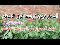أهم الزراعات التي تجود فوق الأسطح نصائح لتخطيط الأسطح قبل الزراعة الجزء الاول