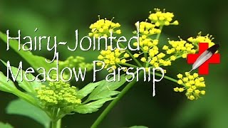 Hairy Jointed Meadow Parsnip: Medicinal