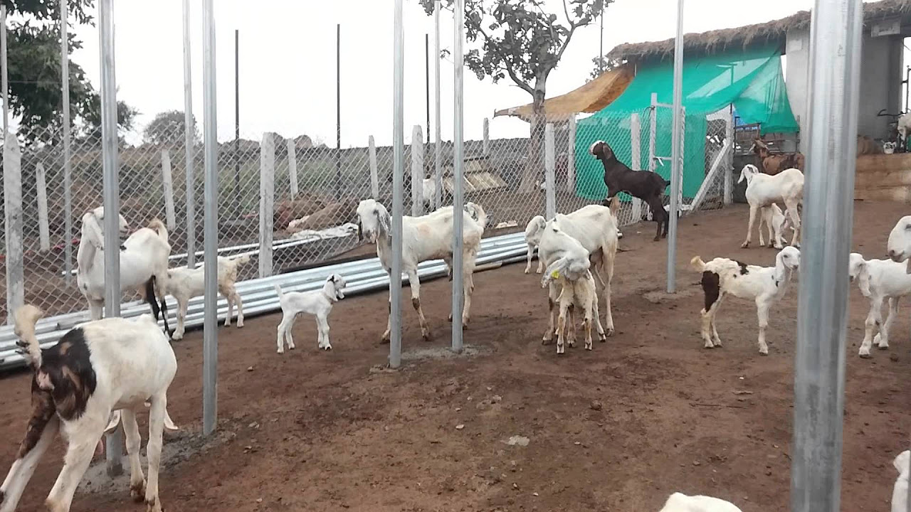 TAJ GOAT FARM KHARDI Mumbai