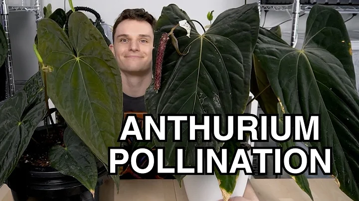 Anthurium Pollination Basics