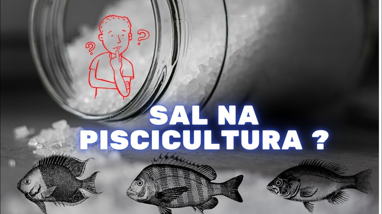 Sal na piscicultura?🤔 é certo usar? quanto usar e para que?❓
