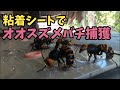 オオスズメバチを粘着シートで捕獲！野洲市で神社楼門のオオスズメバチ駆除！