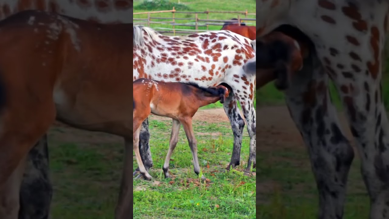 Mom feeding hungry baby