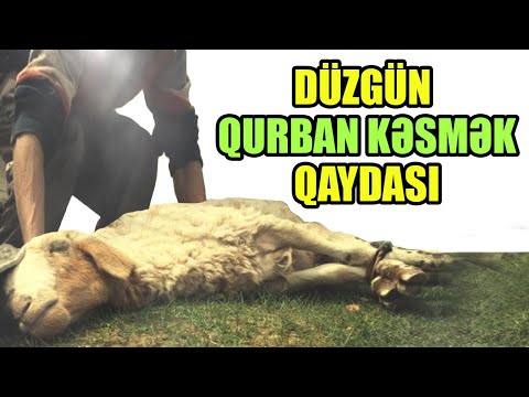 Video: Qurban Bayramında Qurbanlıq şərtləri Və Qaydaları