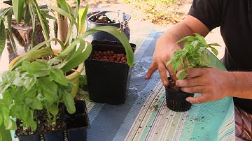 How to Transplant From Soil to Hydroponics : Hydroponic Gardening