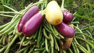 Live green beans plucking in the field