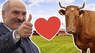 Сьвятыя каровы Аляксандра Лукашэнкі | Святые коровы Лукашенко
