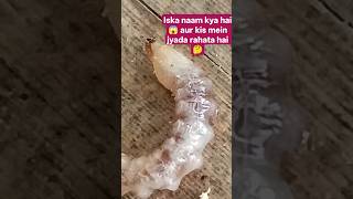 स्किड ज्यादातर कहां रहता है बता सकते हैं कोई 🦗🐜🪳#BugLife #Entomology #InsectLife #jahrilekida #viral