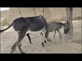 Dunkey Mating Viral Animals 