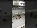 Gummy candy Production line#Gummy candy#Gummy candy Mechanics#Gummy candy Raw material formula