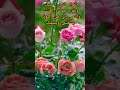 اجمل تهنئة بمناسبة المولد النبوي الشريف اغاني المولد النبوي الشريف اجمل تهنئة بمناسبة المولد النبوي الشريف اغاني المولد النبوي الشريف
