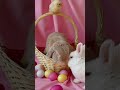 Cutest bunny ever cute rabbits petadora