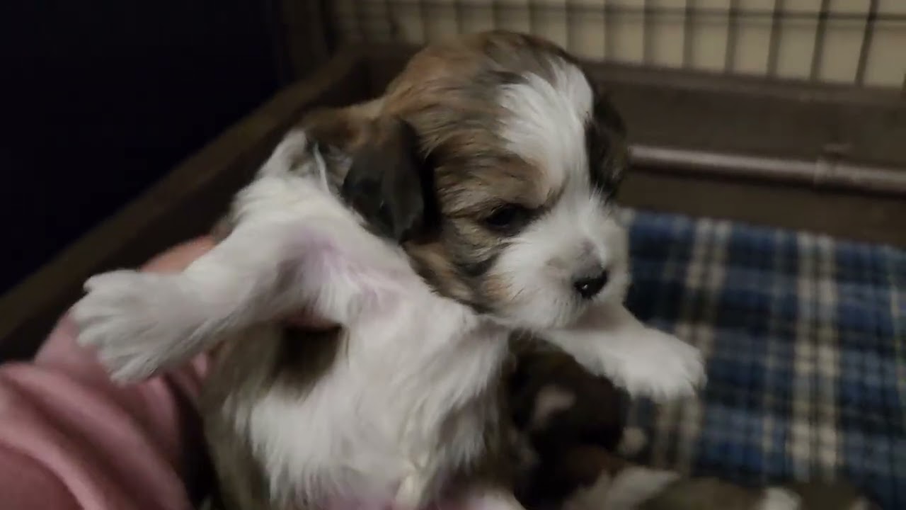 Seasons litter - Teddy Bear / Shichon puppies - from Elle & Olaf