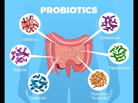 Unlocking Gut Health - The Power of Probiotics - YouTube