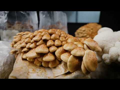 Mushroom Overgrowth and Grain Spawn Incubation | Southwest Mushrooms