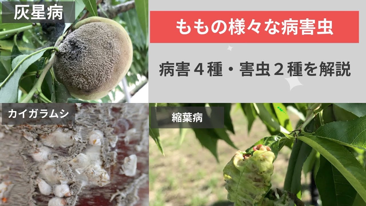 ももの病害虫解説（病害４種・害虫２種）