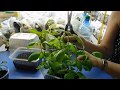 🌱КАК ВЫРАСТИТЬ БАЗИЛИК ЗА 7 ДНЕЙ !!! 🌱  How to grow basil in 7 days !