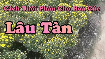 cách tưới phân cho hoa cúc lâu tàn