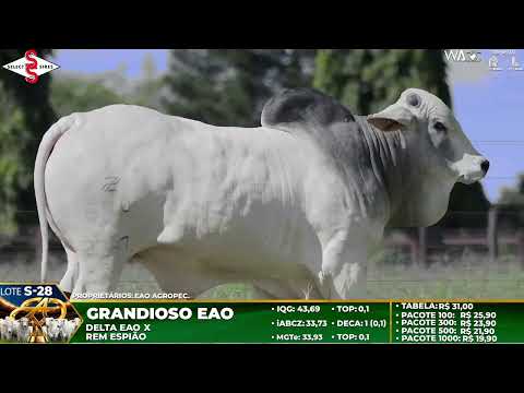 LOTE S28   GRANDIOSO DA EAO   EAO C 2347