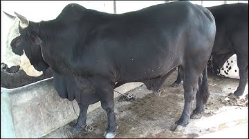 Beef Fattening - Best Ways To Make Money - Cow Farm
