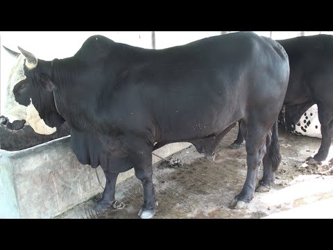 Beef Fattening - Best Ways To Make Money - Cow Farm