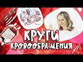 Круги кровообращения