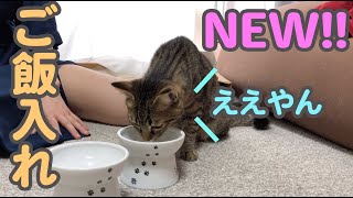 猫壱のフードボウルを購入♪子猫とレビューします!!