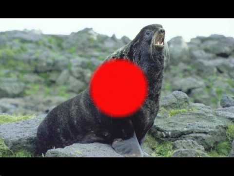 Les Races D Otarie Youtube