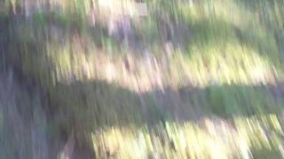 Kicking a tree