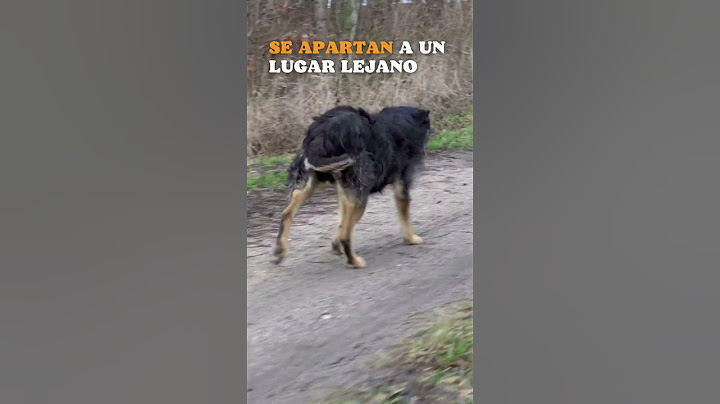 😭🥺 LOS PERROS SABEN cuándo VAN A MORIR #Shorts