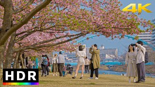 Tokyo Cherry Blossoms 2023 - Static Ambiance 4K HDR
