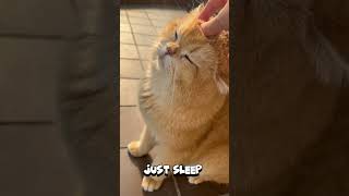 Bunbun's life #pets #catlover #cute #dailyshow #doglover #animalmoms