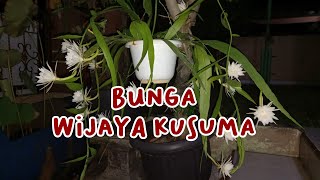 Bunga Wijaya Kusuma