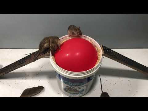[New] Good idea Mouse Trap 🐭 10 Mice in Trapped one night 🐀 Best mouse/ Rat Trap 🐀 House Mice