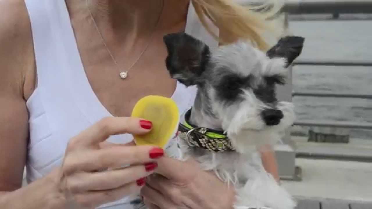 camera iphone 8 plus apk Designer Dog Booties