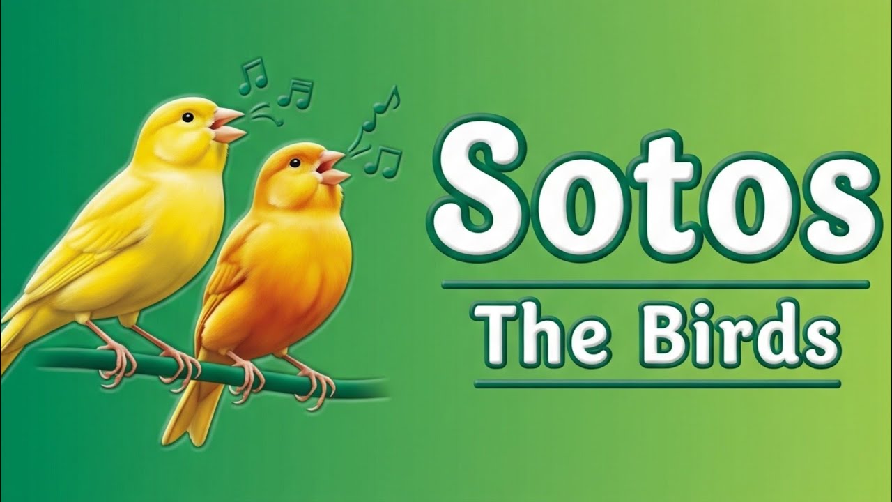 Sotos The Birds:Καλό Μήνα Σε Όλους Μάς Και Καλές Αναπαραγωγές...
