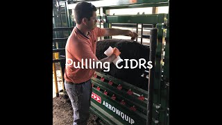 Pulling CIDRs - Spring Breeding Day 7