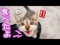 保護した子猫が初めて離乳食を食べました。