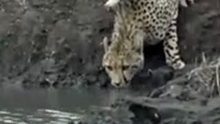 a crocodile attaque un léopard