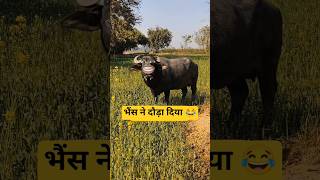 भैंस ने दौड़ा दिया 😂#comedyvideo #funny #shorts #funnyvideo