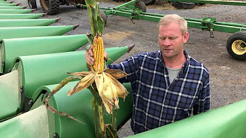 Jak se sklízela kukuřice před kombajny?