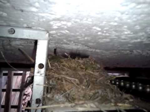 Vidéo: Oiseau Dans Le Garage